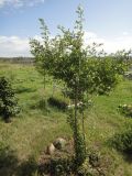 Crataegus pinnatifida