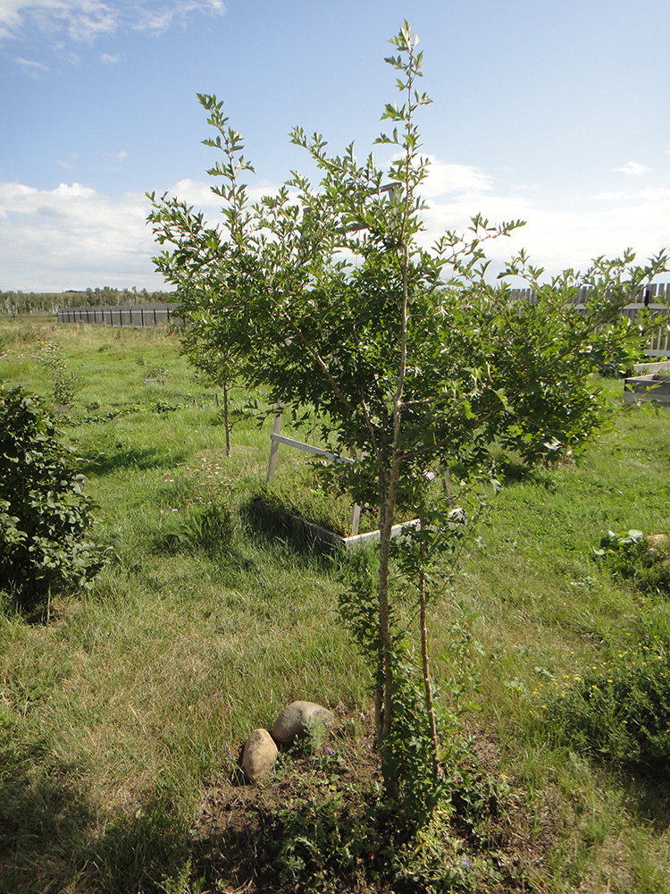 Image of Crataegus pinnatifida specimen.