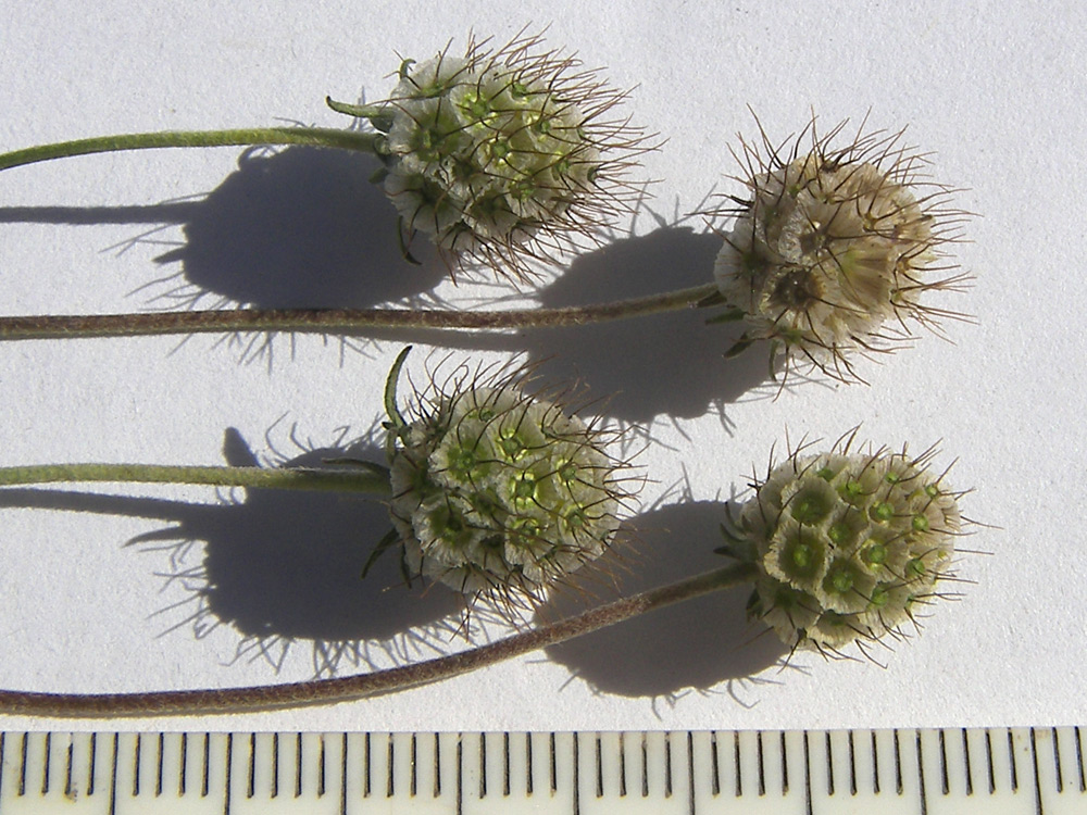 Image of Scabiosa ochroleuca specimen.