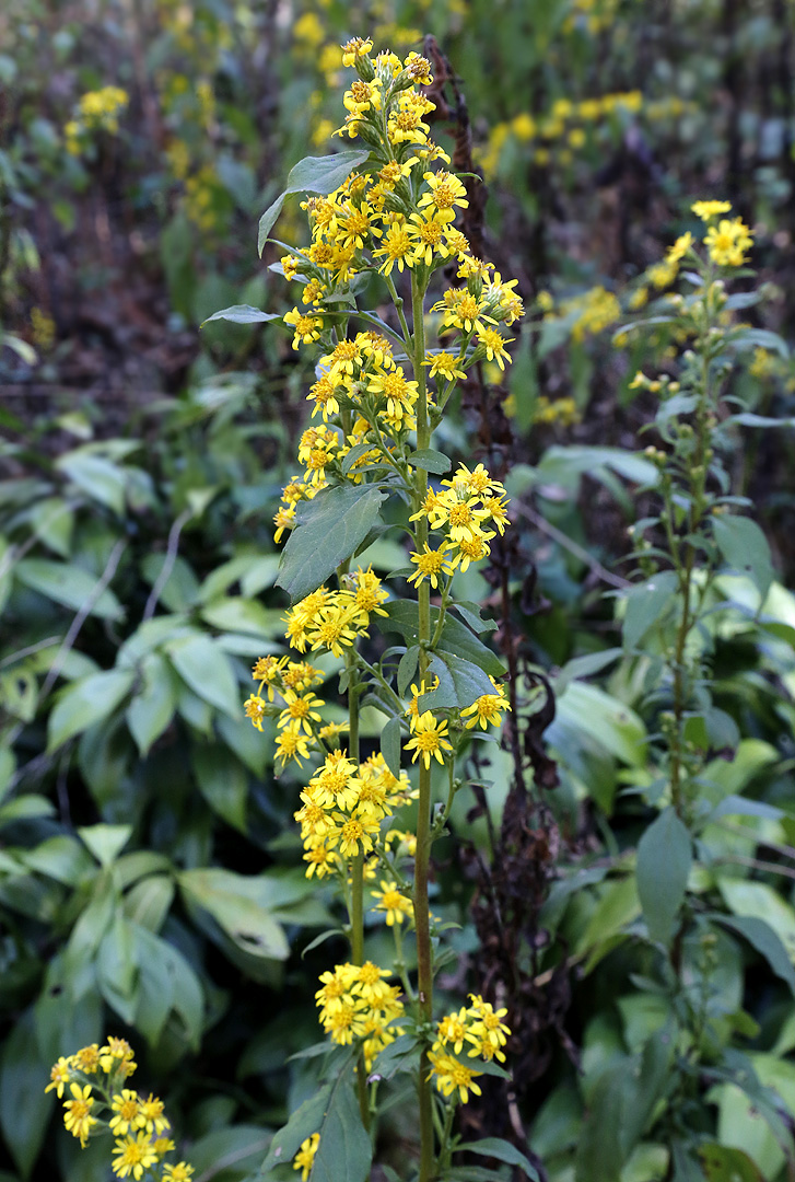 Image of Solidago virgaurea specimen.