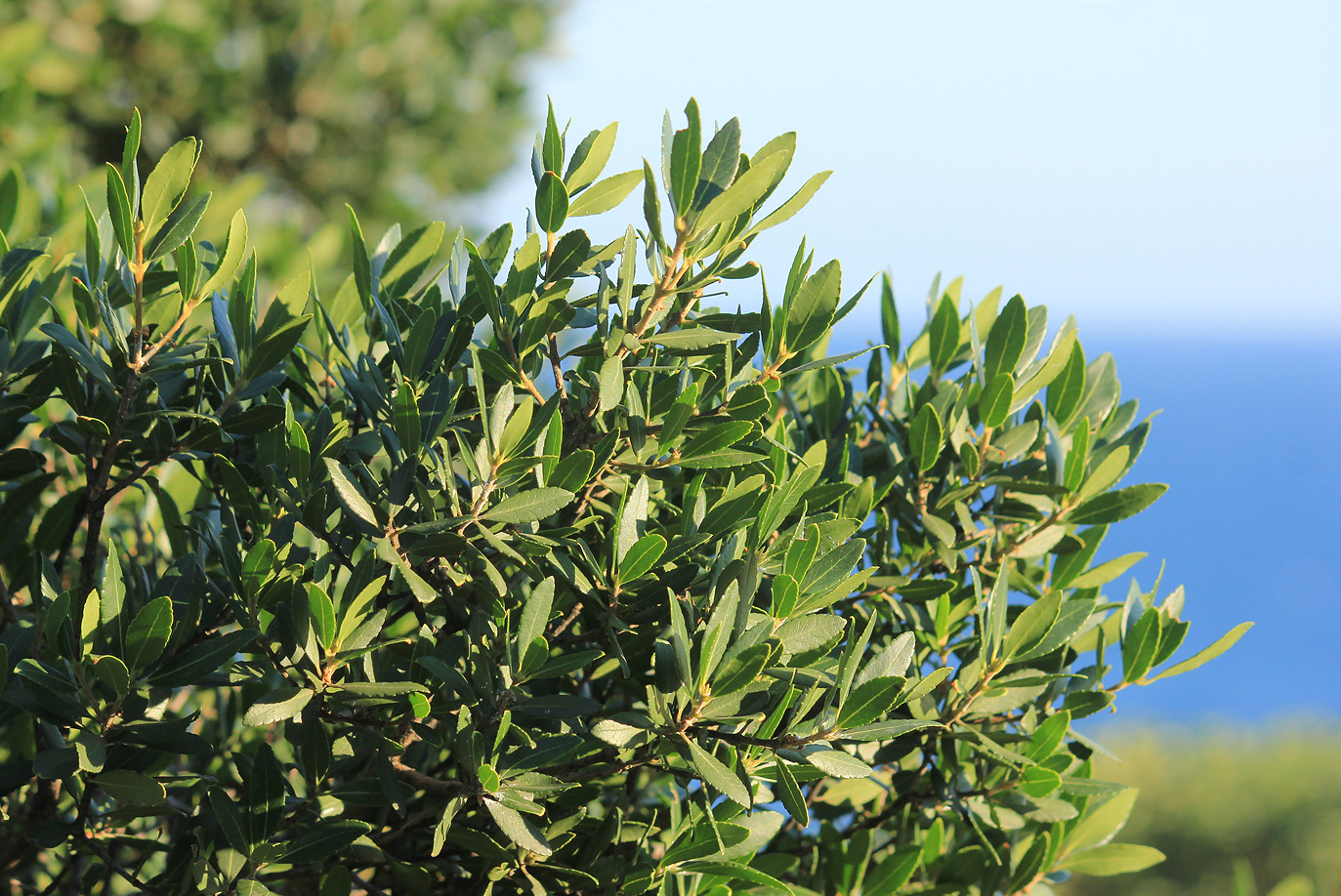 Image of Phillyrea latifolia specimen.