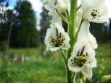 Aconitum leucostomum