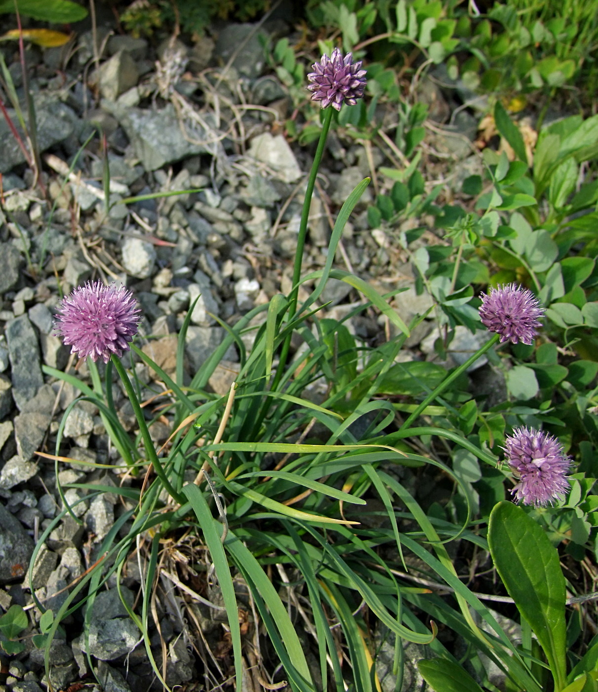Image of Allium strictum specimen.