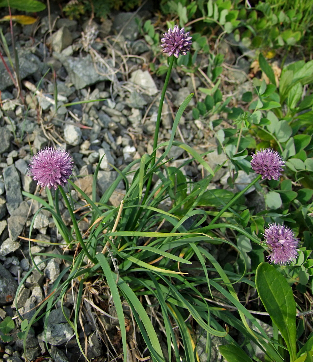 Изображение особи Allium strictum.