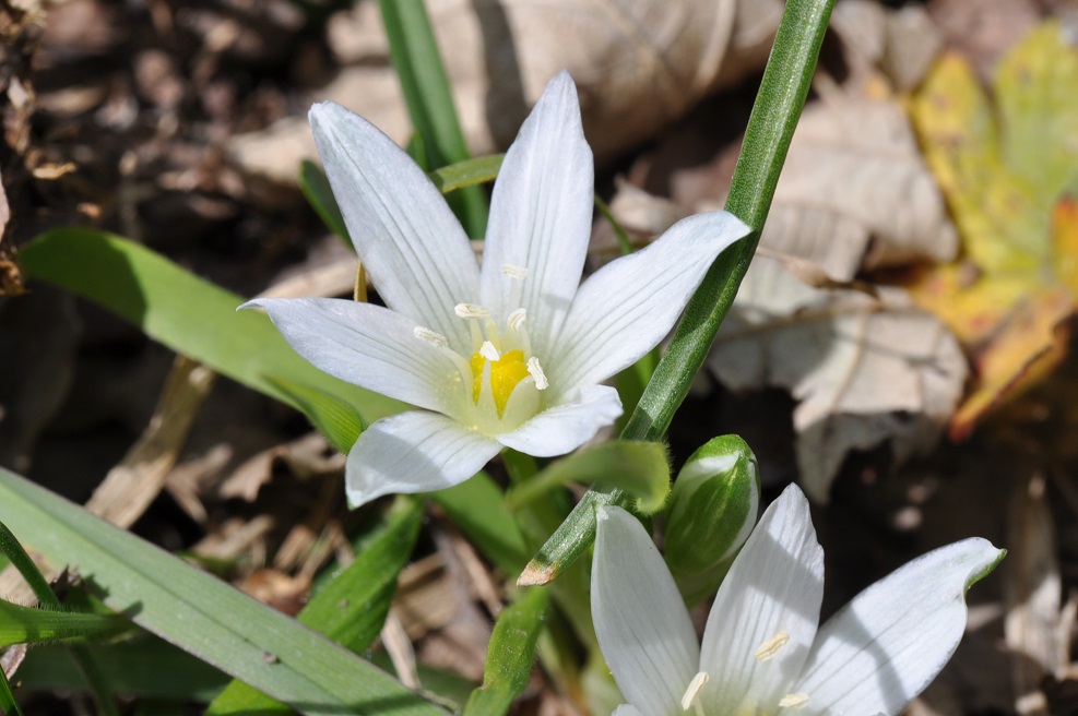 Изображение особи Ornithogalum sintenisii.