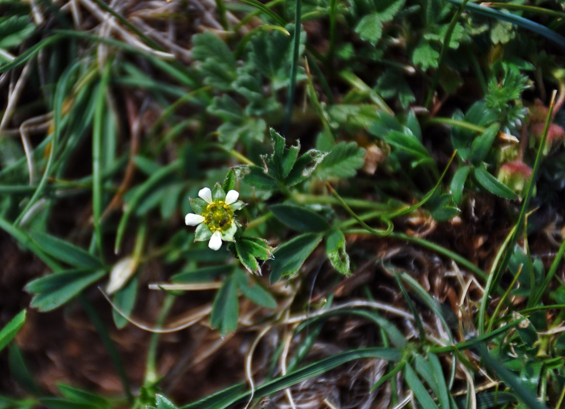 Изображение особи Sibbaldianthe adpressa.