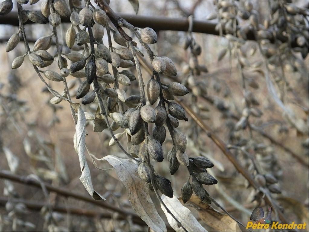 Изображение особи Elaeagnus angustifolia.