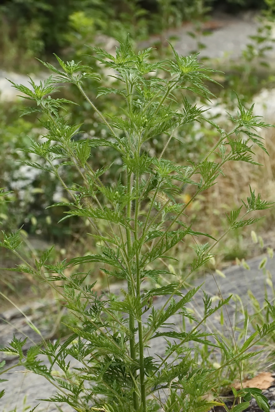 Image of Ambrosia artemisiifolia specimen.