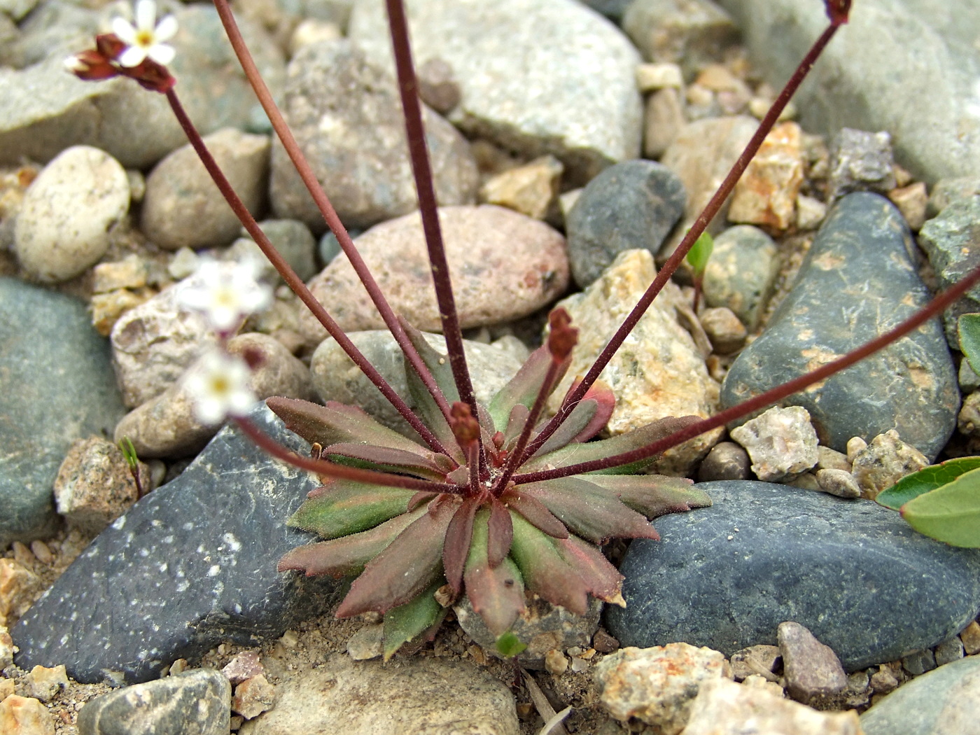 Image of Androsace septentrionalis specimen.