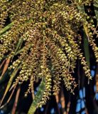 Cordyline australis. Часть соплодия. Краснодарский край, Лазаревский р-н Сочи, Дагомыс, в культуре. 09.07.2017.