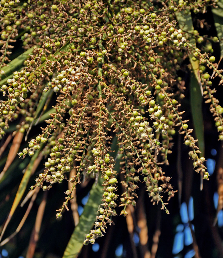 Image of Cordyline australis specimen.