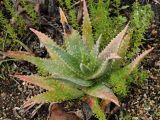 Aloe mubendiensis