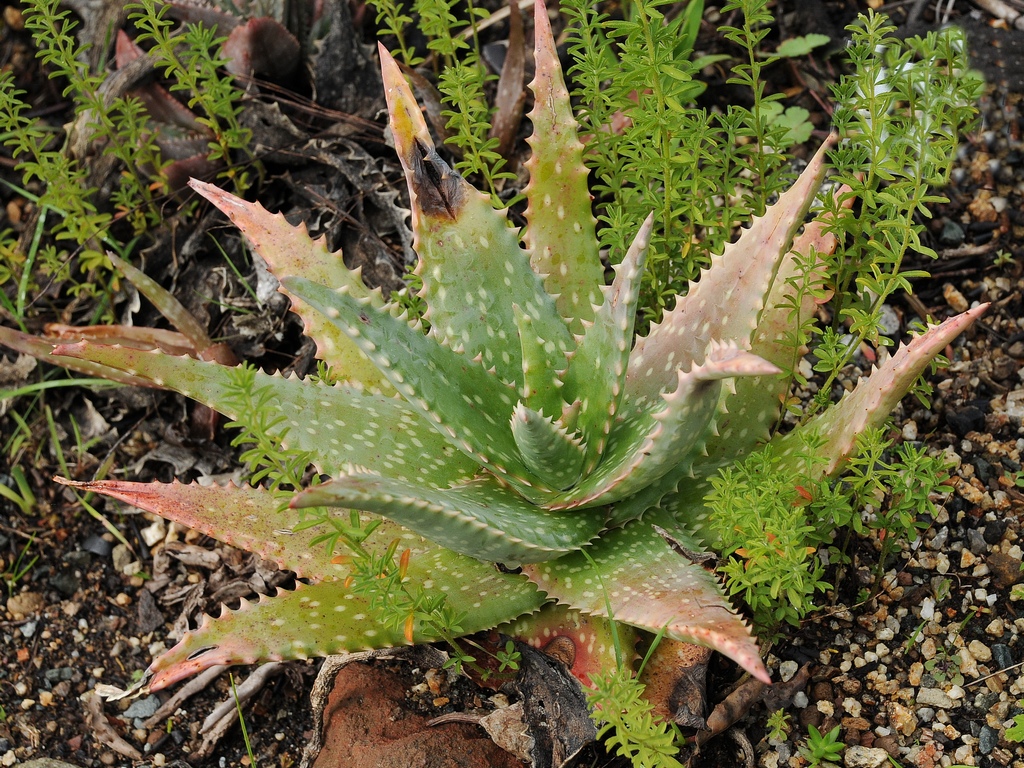 Изображение особи Aloe mubendiensis.