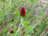 Trifolium incarnatum