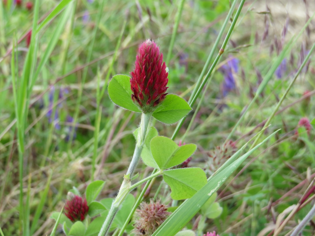 Image of Trifolium incarnatum specimen.