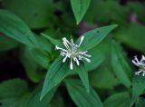 Asperula caucasica. Верхушка побега с соцветием. Адыгея, Фишт-Оштеновский массив, юго-восточный склон горы Фишт, ≈ 1800 м н.у.м., опушка буково-пихтового леса. 05.07.2017.