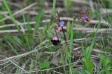 Pulmonaria obscura. Верхушки цветущих растений с фуражирующим шмелём. Калужская обл., Боровский р-н, окр. дер. Чёлохово, край смешанного леса. 07.05.2015.