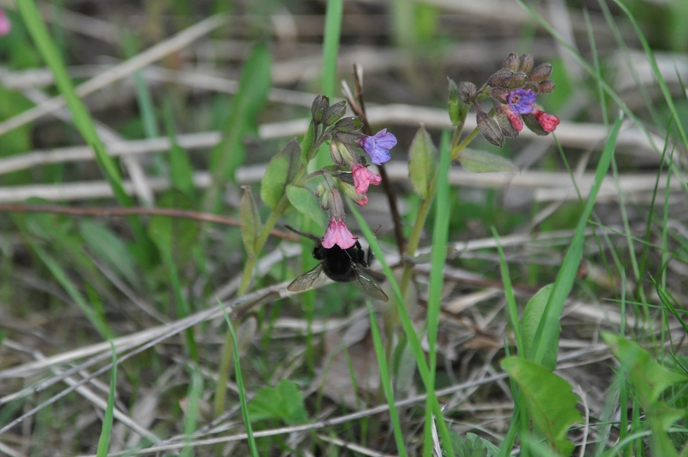 Изображение особи Pulmonaria obscura.