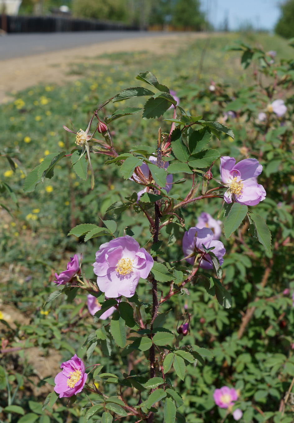 Image of Rosa acicularis specimen.