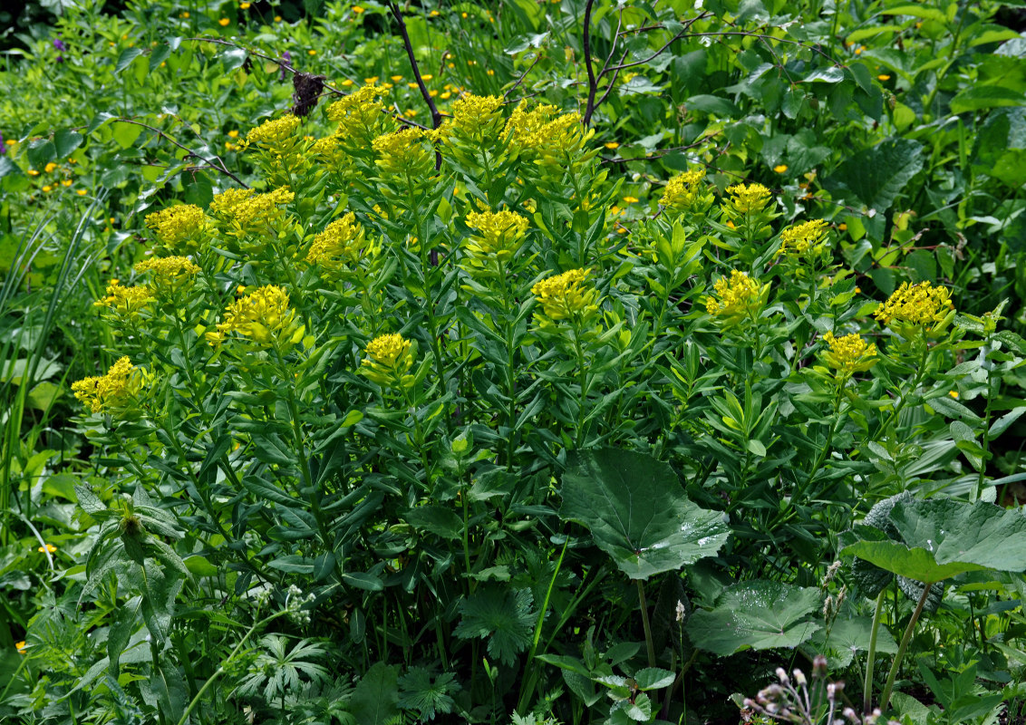 Image of Euphorbia eugeniae specimen.