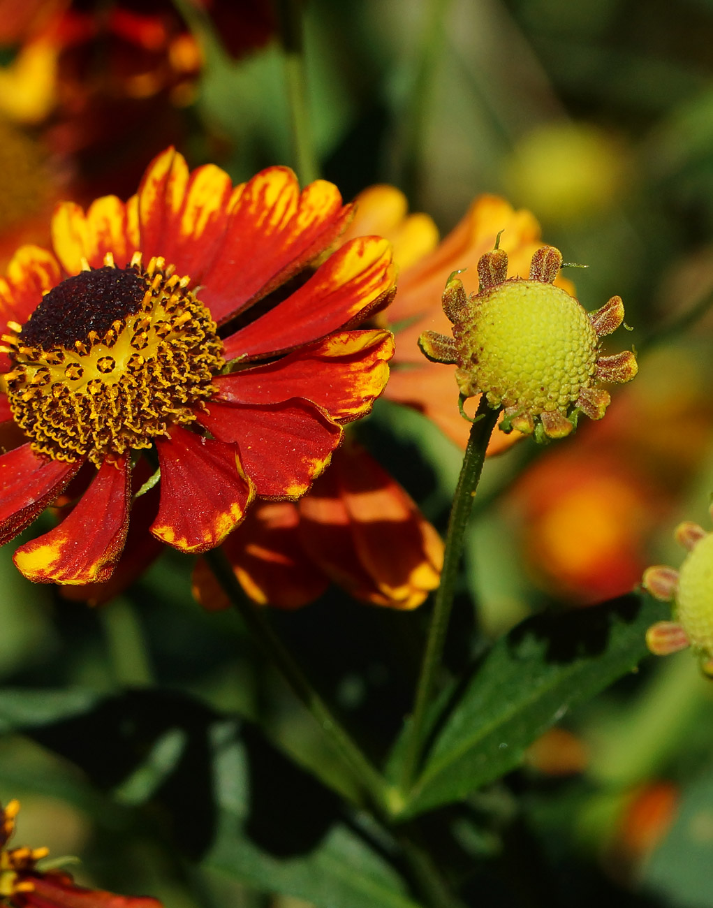 Изображение особи Helenium autumnale.