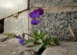 Viola tricolor. Цветущее растение. Краснодарский край, г. Краснодар, самосев между плитками тротуара. 27.03.2018.