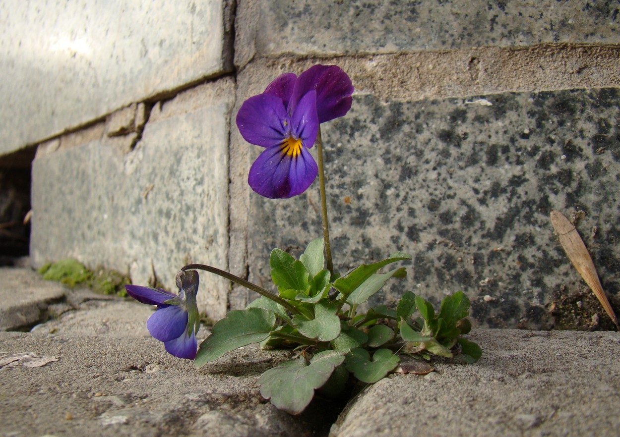 Image of Viola tricolor specimen.