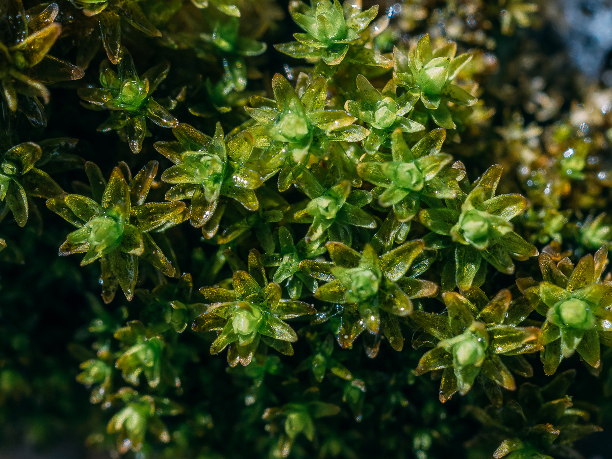 Изображение особи отдел Bryophyta.