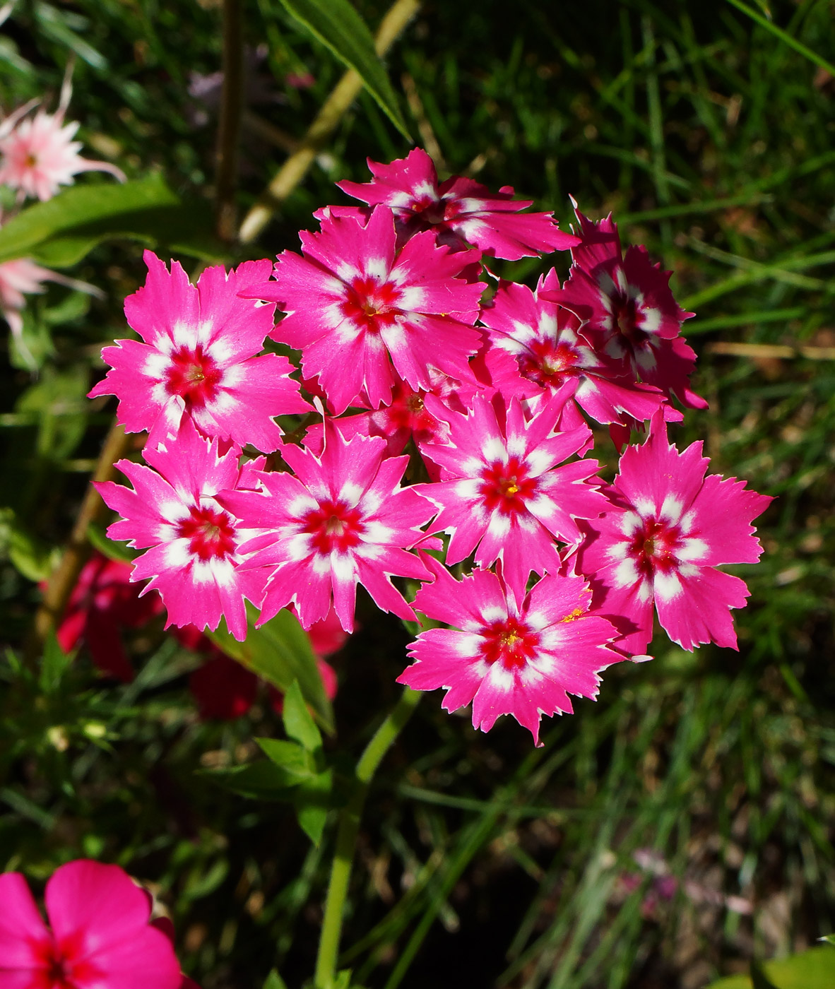 Изображение особи Phlox drummondii.