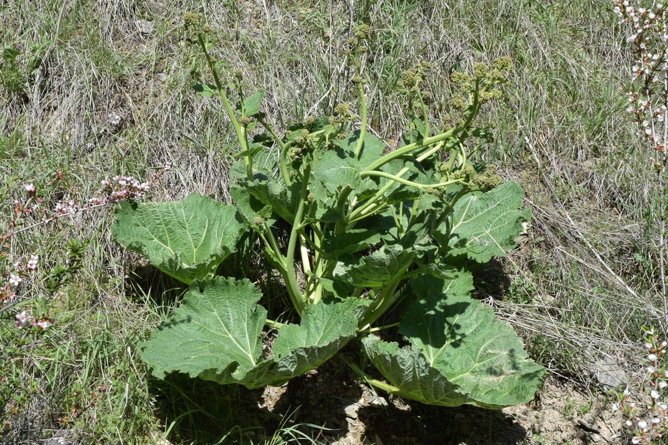 Image of Crambe kotschyana specimen.