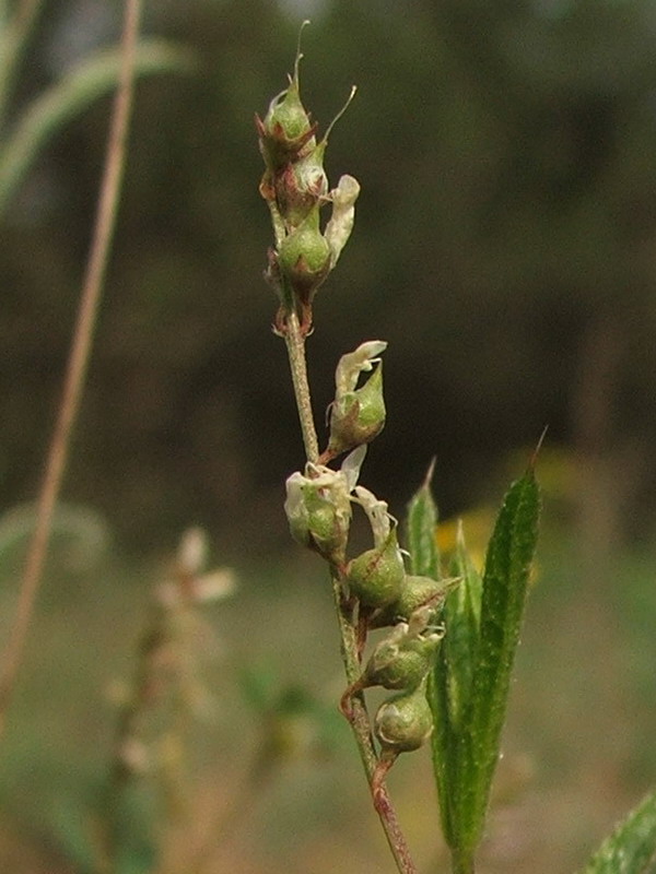 Изображение особи Melilotus neapolitanus.