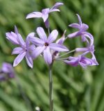 Tulbaghia violacea