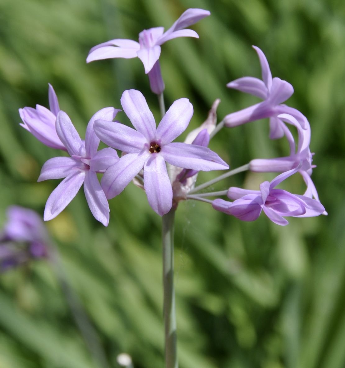 Изображение особи Tulbaghia violacea.