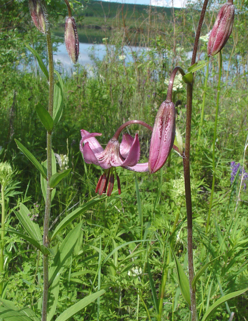 Image of Lilium pilosiusculum specimen.