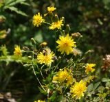 Hieracium robustum