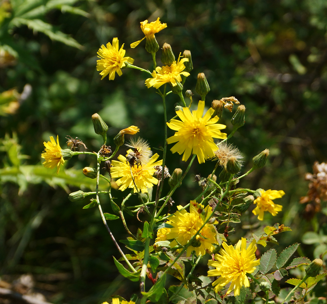 Изображение особи Hieracium robustum.