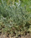 Artemisia austriaca