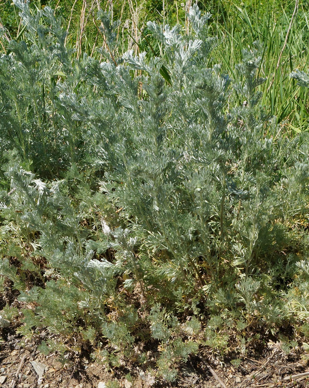 Image of Artemisia austriaca specimen.