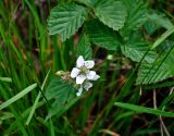 Rubus nessensis. Верхушка побега с цветком. Московская обл., Орехово-Зуевский р-н, долина р. Нерская, вырубка на опушке хвойно-лиственного леса. 14.06.2018.