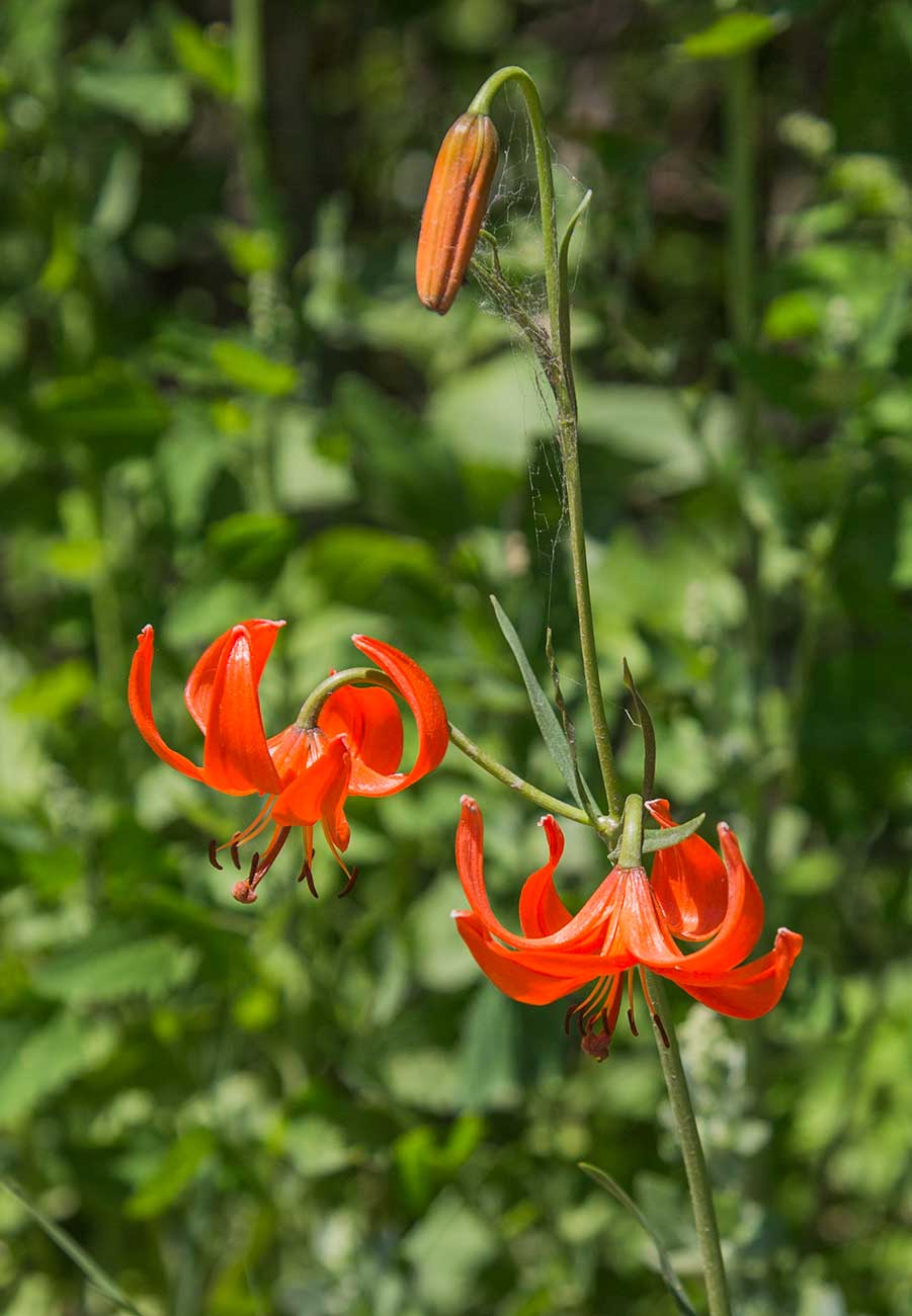 Image of Lilium pumilum specimen.