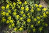 Euphorbia epithymoides. Цветущее растение. Новосибирск, в культуре. 27.05.2010.