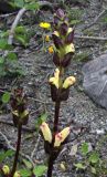 Pedicularis sceptrum-carolinum. Верхние части соцветий. Мурманская обл., г. Кировск, мкрн. Ботаническая Станция, ул. Ботанический Сад, понижение у обочины. 04.07.2018.