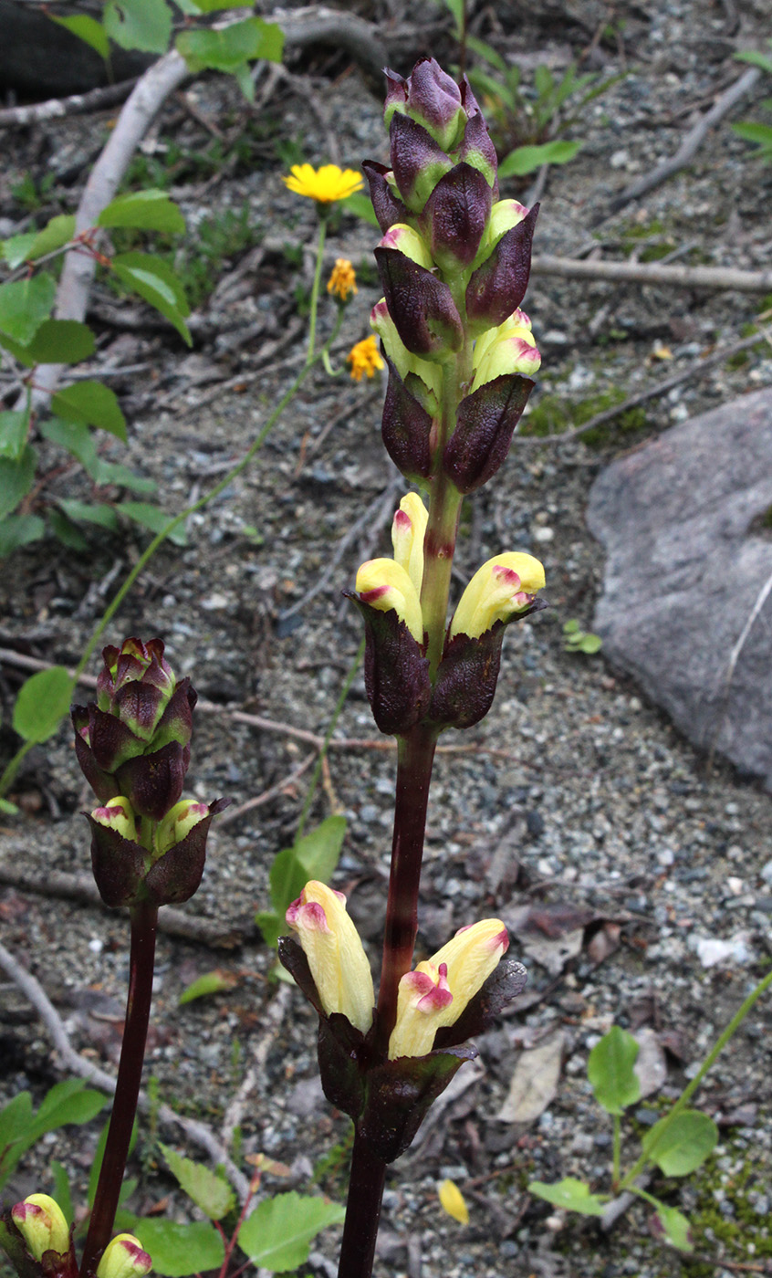 Image of Pedicularis sceptrum-carolinum specimen.