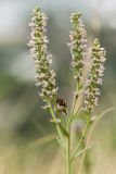 Veronica spuria