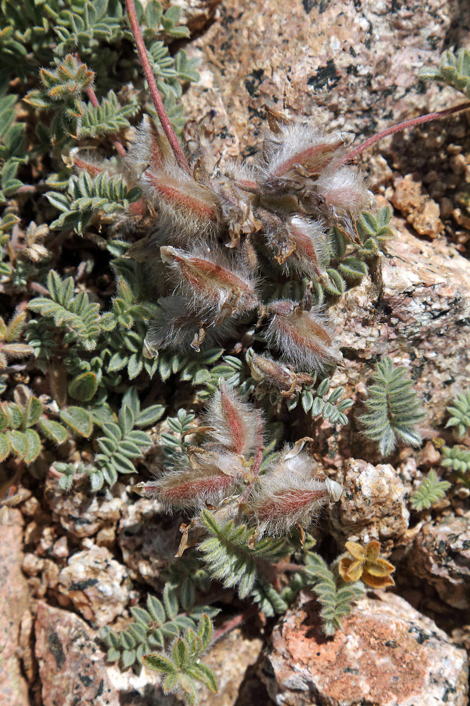 Image of Oxytropis jucunda specimen.