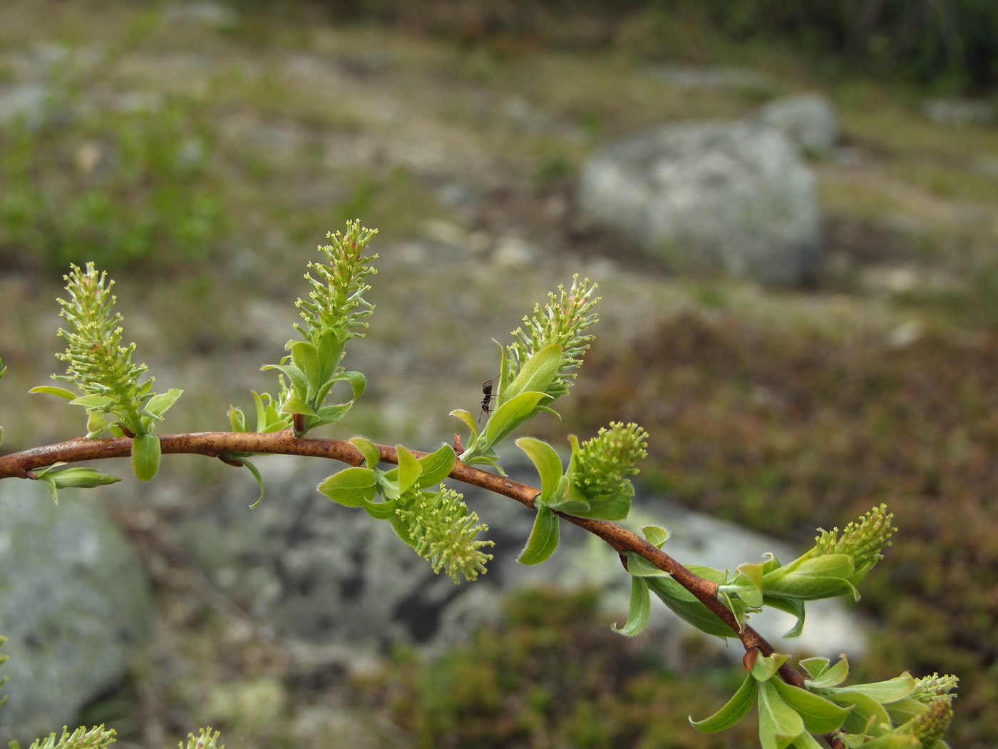 Image of Salix bebbiana specimen.