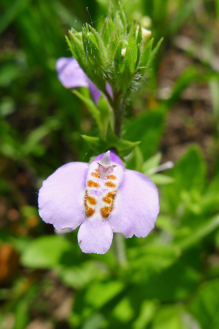 Изображение особи Mazus stachydifolius.