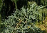 genus Cupressus. Верхушка ветки с шишками. Украина, г. Запорожье, Запорожский детский ботанический сад. 23.08.2018.