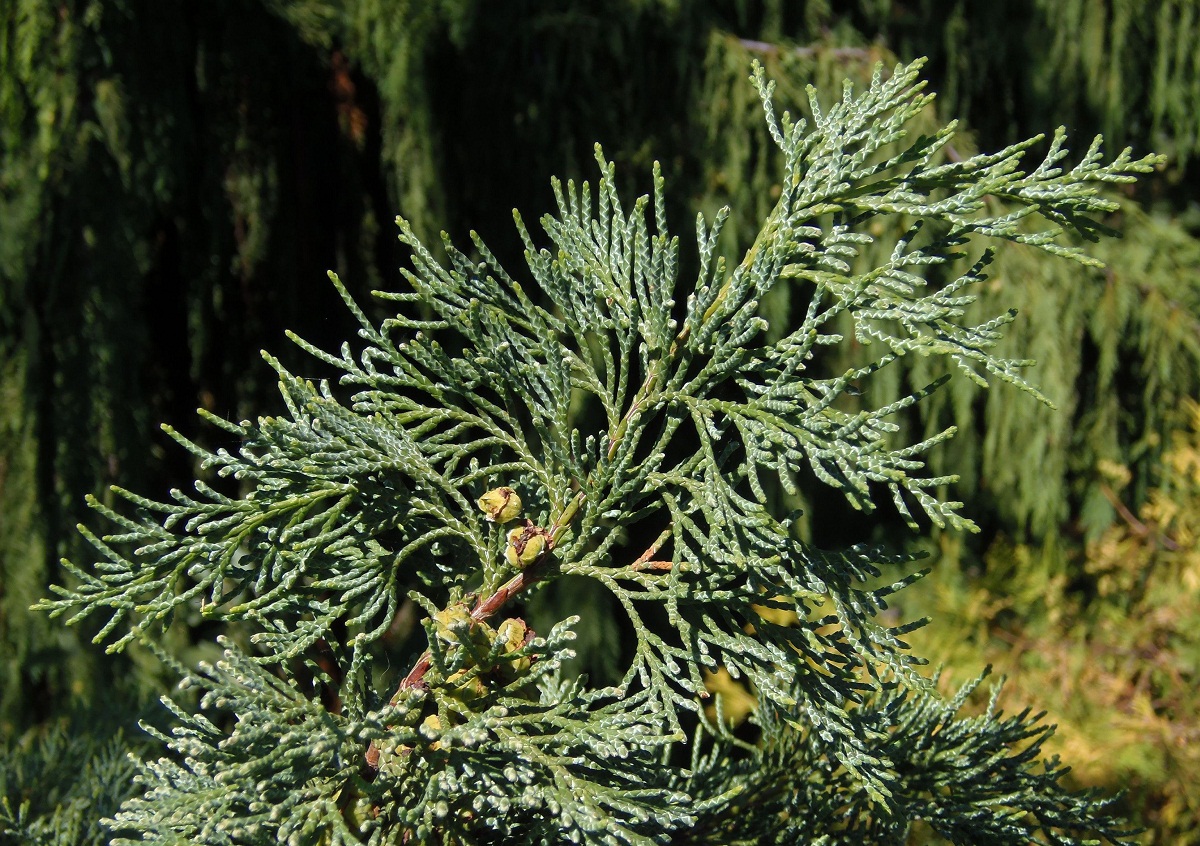 Изображение особи род Cupressus.