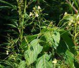 Impatiens parviflora. Верхушка цветущего и плодоносящего побега. Восточный Казахстан, г. Усть-Каменогорск, правый берег р. Иртыш влажный, луг. 31.07.2018.